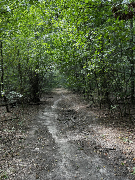 Raritate absolută: Teren 20.000 mp în inima Padurii Băneasa